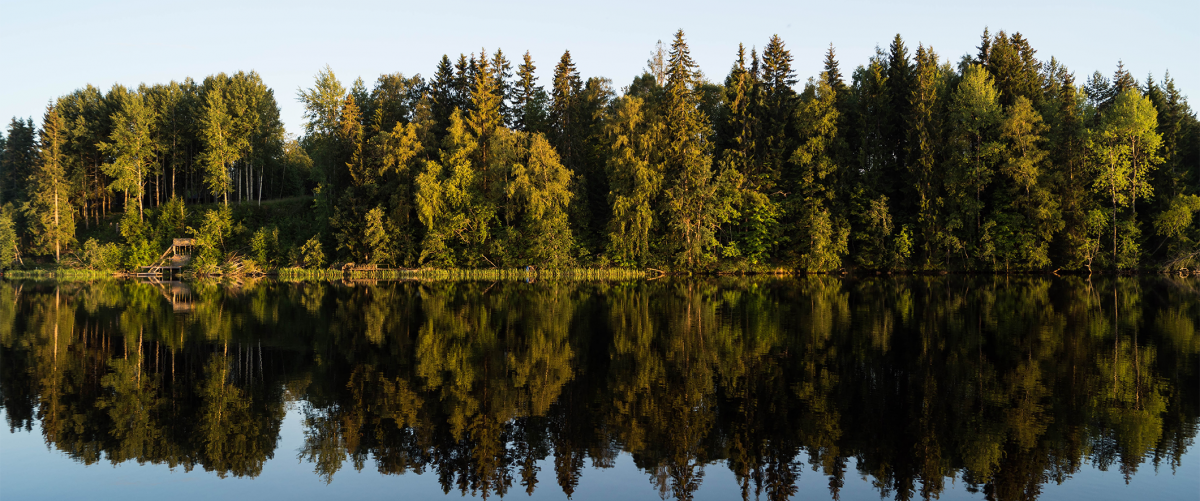 Skog OK